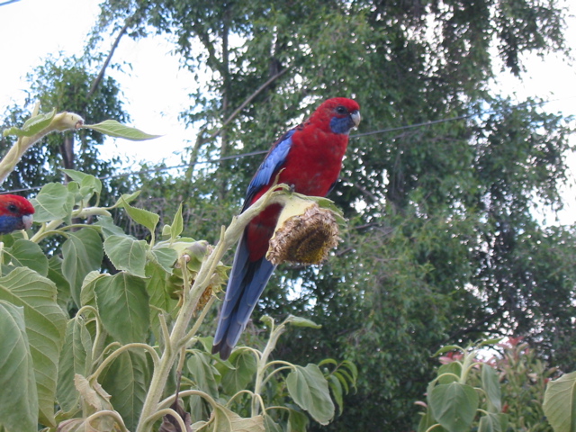 The Parrots love to visit our yard, and eat Grant's sunflowers!
