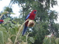 The Parrots love to visit our yard, and eat Grant's sunflowers!